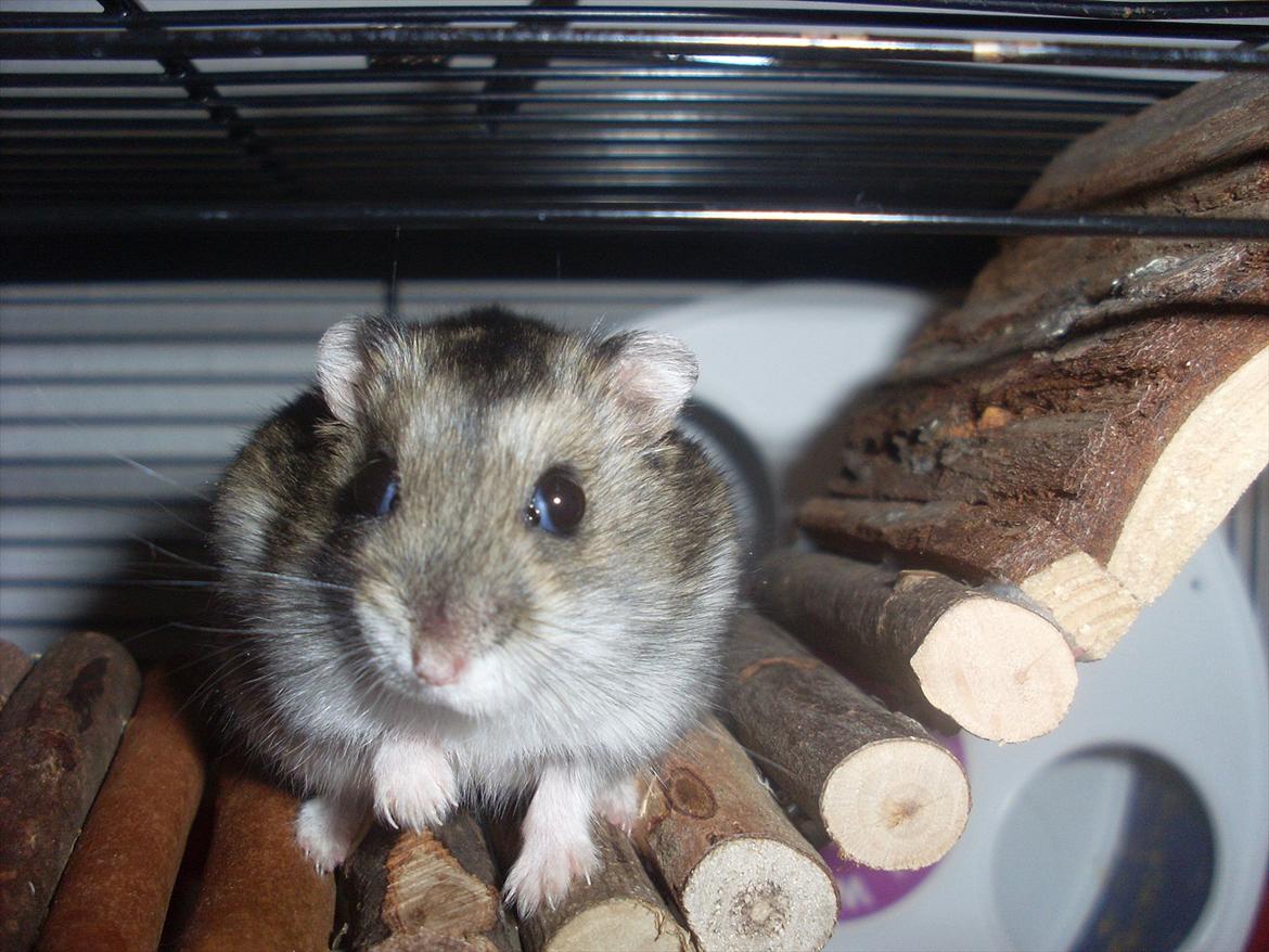 Dværghamster Eigil billede 3