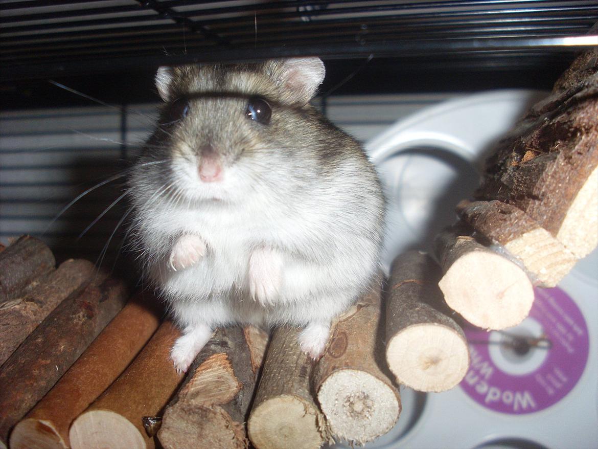 Dværghamster Eigil billede 2