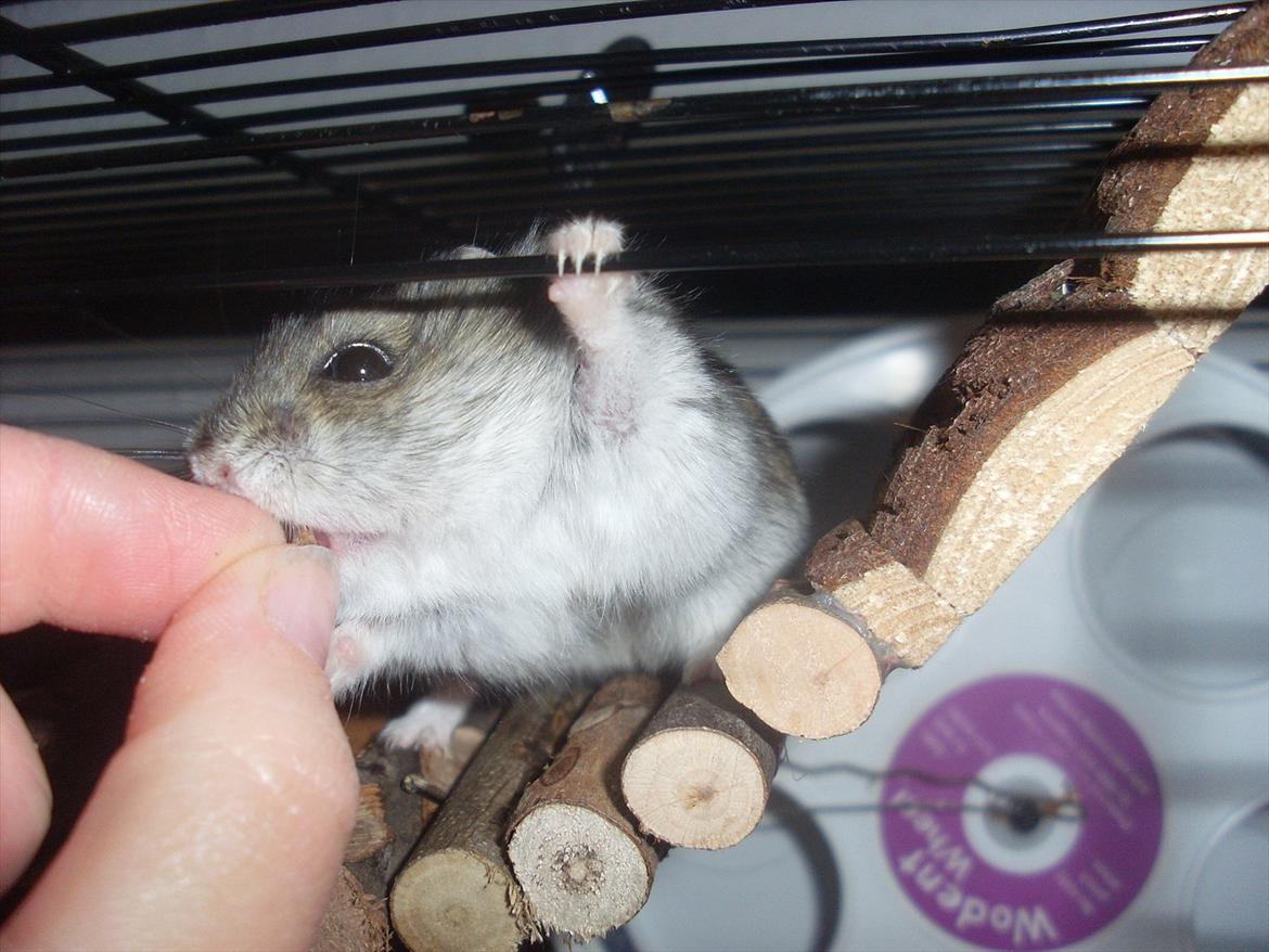 Dværghamster Eigil billede 4