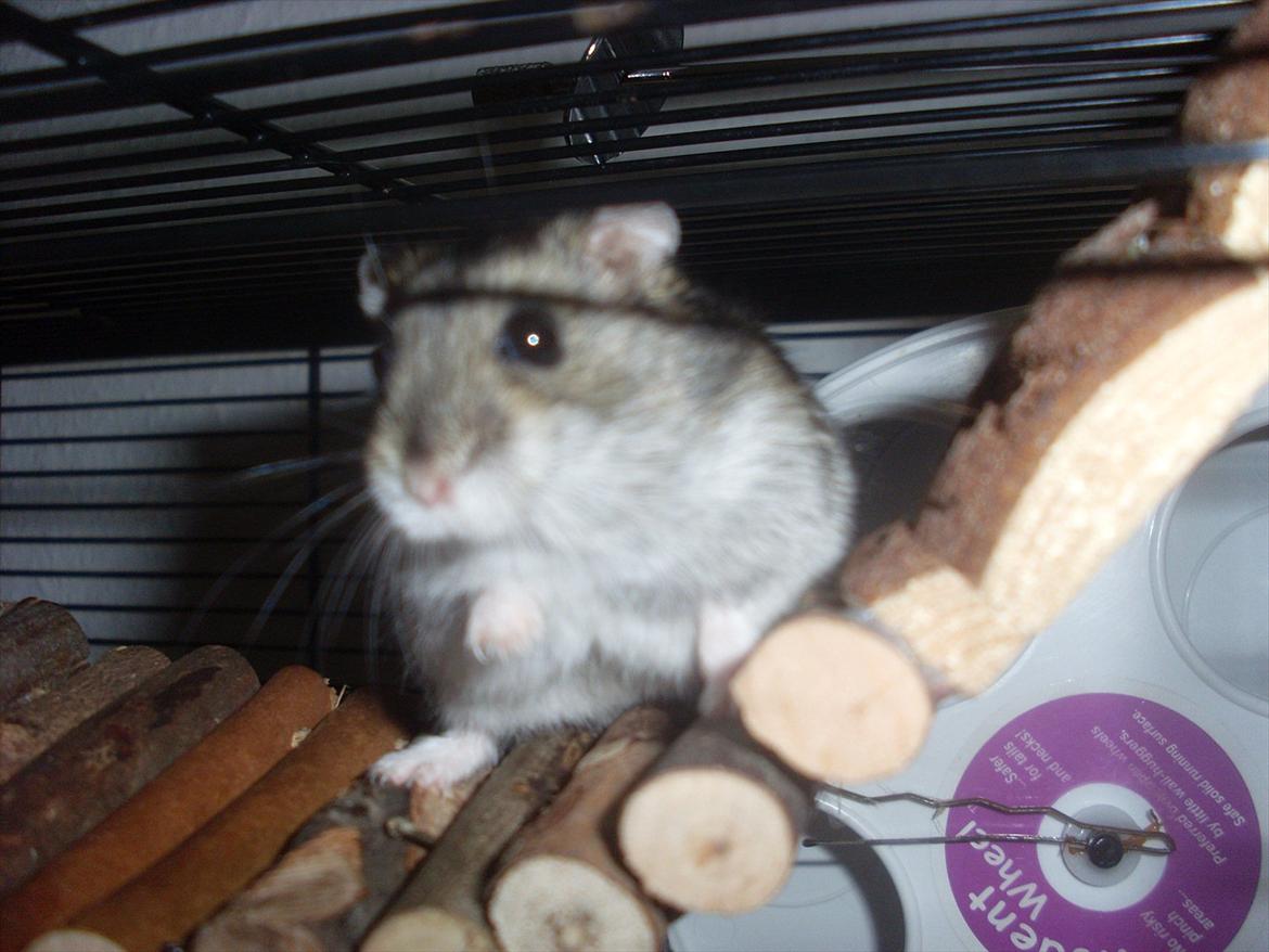 Dværghamster Eigil billede 5