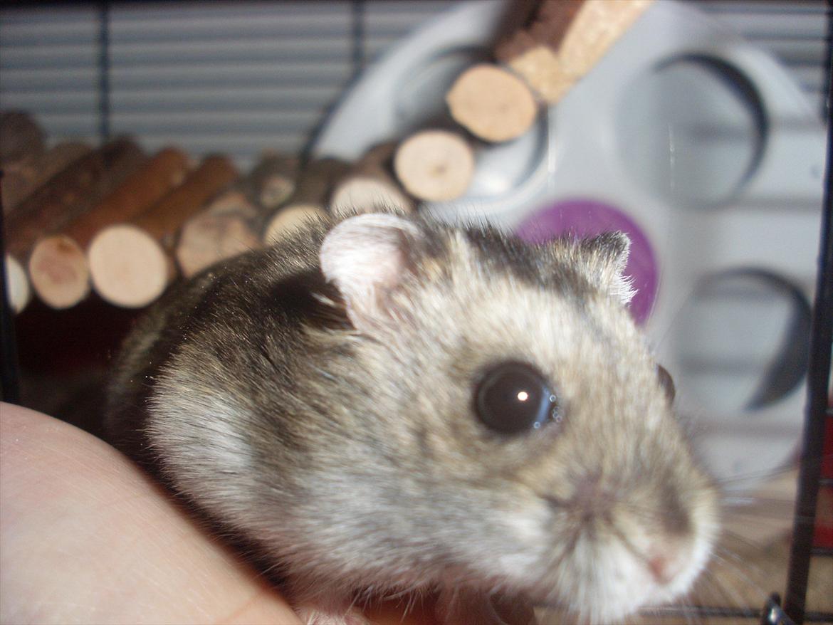 Dværghamster Eigil billede 6