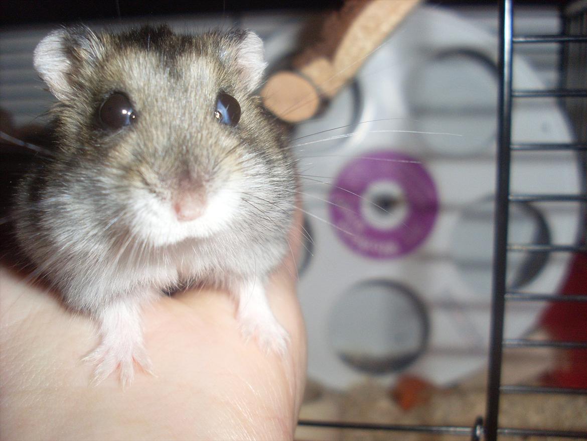 Dværghamster Eigil billede 7