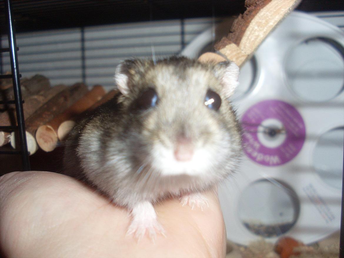 Dværghamster Eigil billede 8