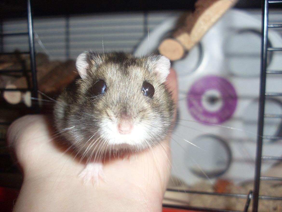 Dværghamster Eigil billede 1