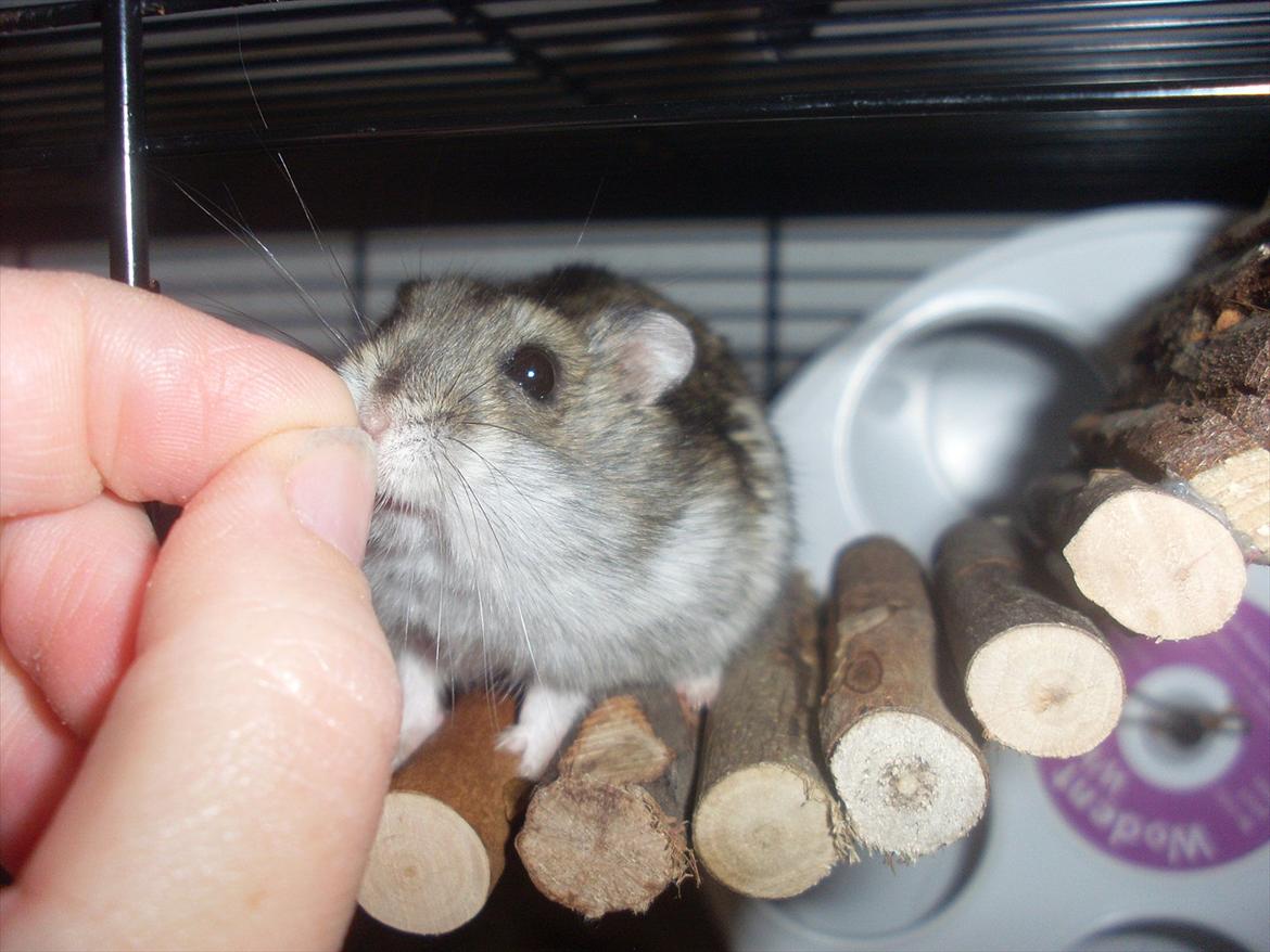 Dværghamster Eigil billede 9