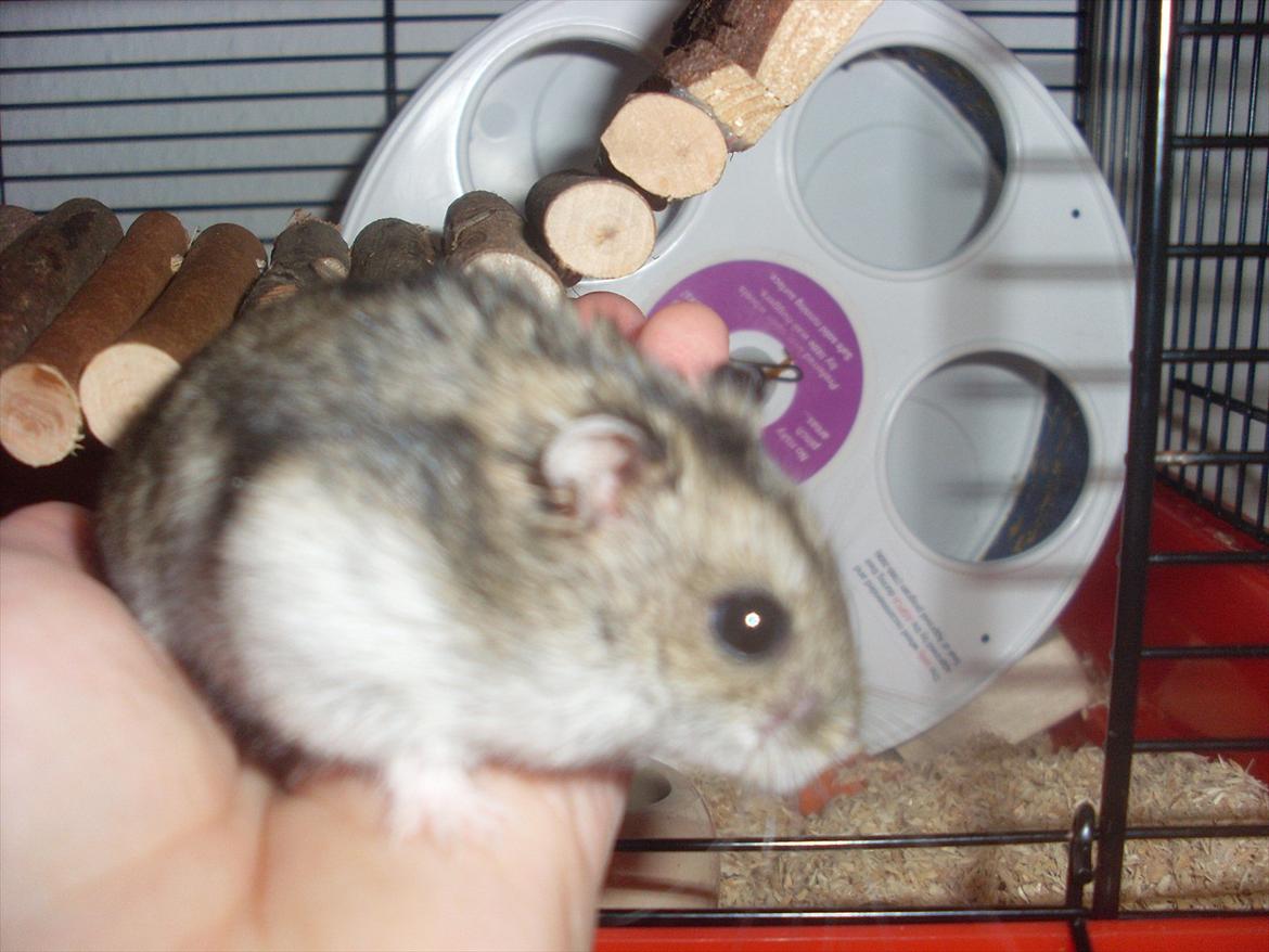 Dværghamster Eigil billede 11