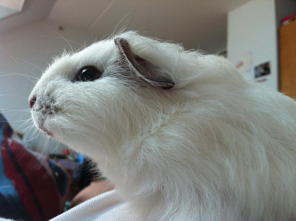 Marsvin Viggo R.I.P billede 1