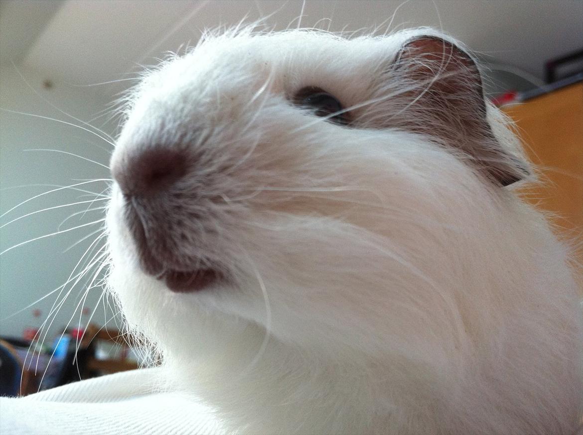 Marsvin Viggo R.I.P billede 2