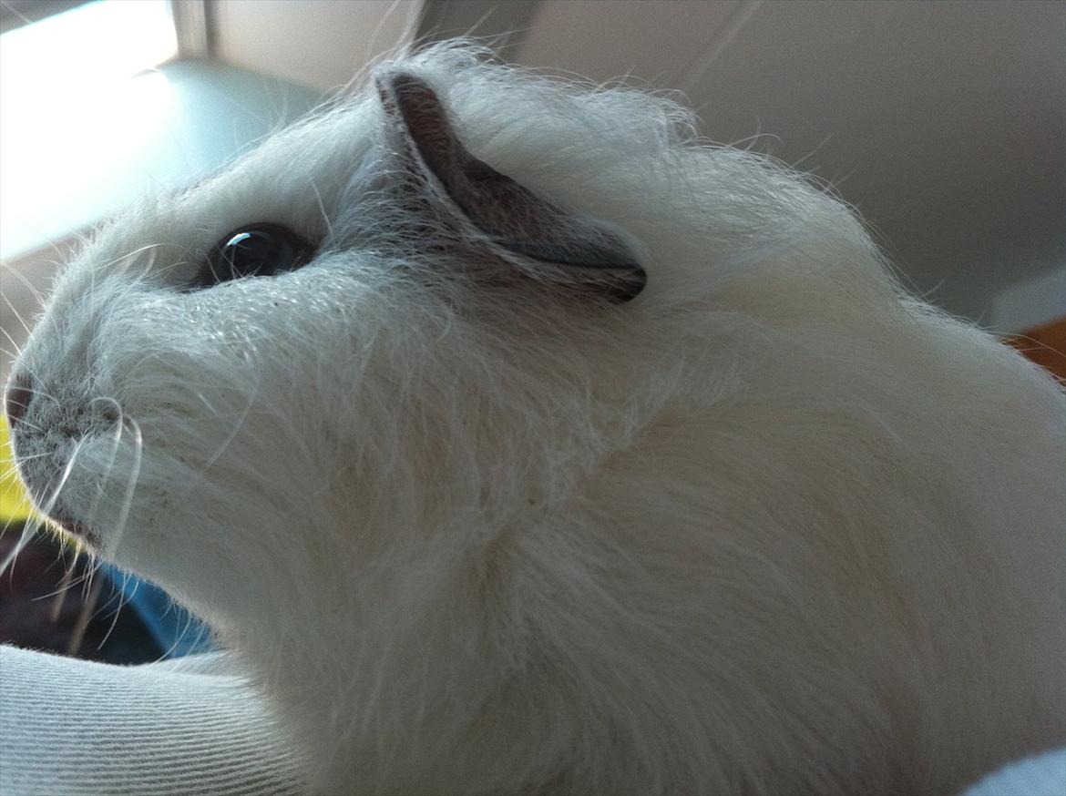 Marsvin Viggo R.I.P billede 3