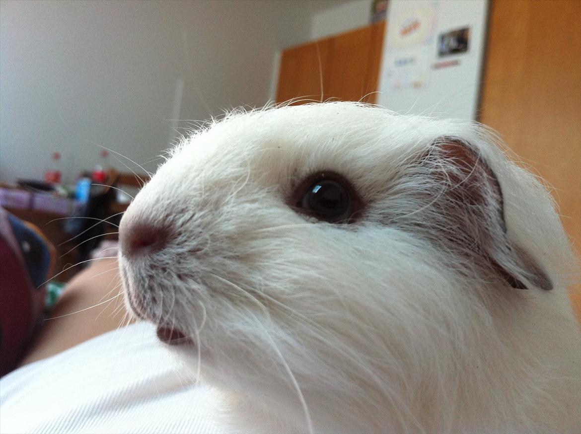 Marsvin Viggo R.I.P billede 4