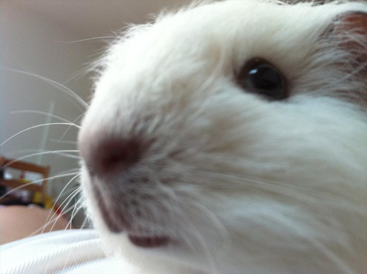 Marsvin Viggo R.I.P billede 5