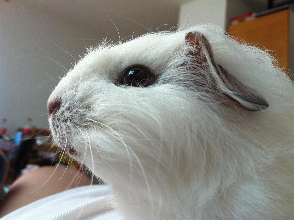 Marsvin Viggo R.I.P billede 6