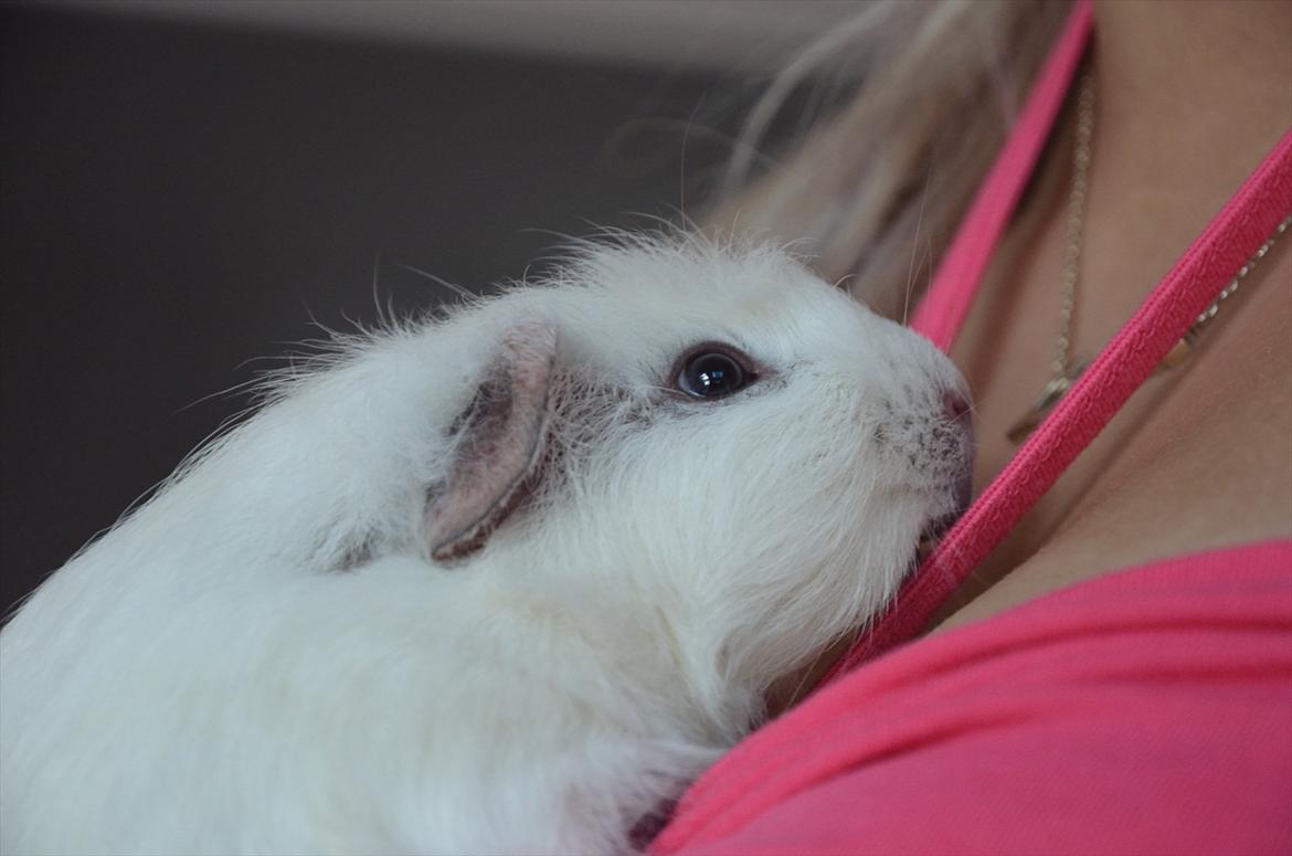 Marsvin Viggo R.I.P billede 7