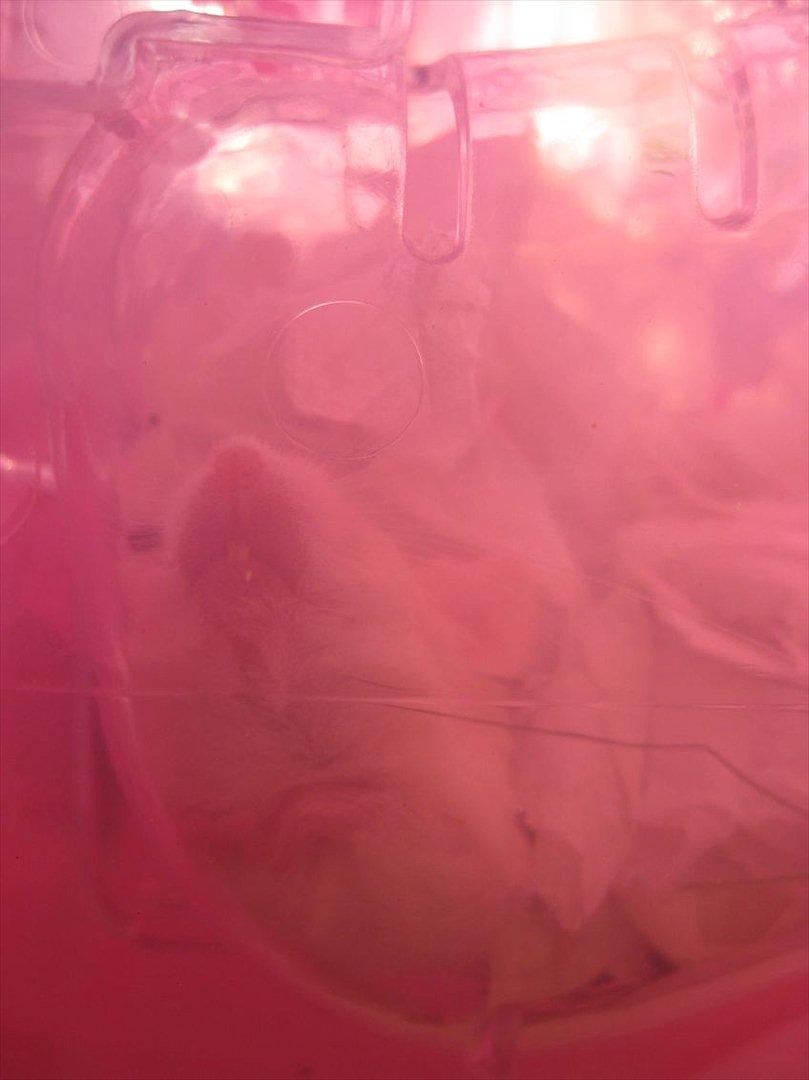 Mus VM's "KevJumba" R.I.P. - Haha, sådan kan man også sove ;.) KevJumba, 4½ uge billede 14