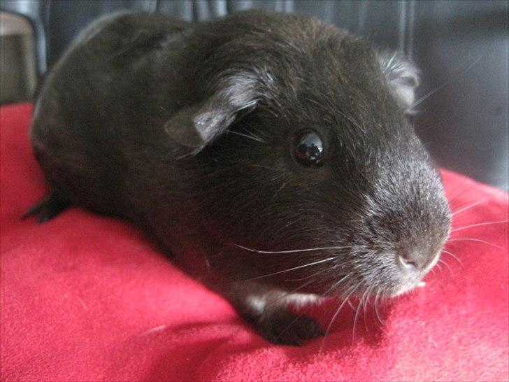 Marsvin Hyggedyrs Wannabe a Hippo Vera billede 1