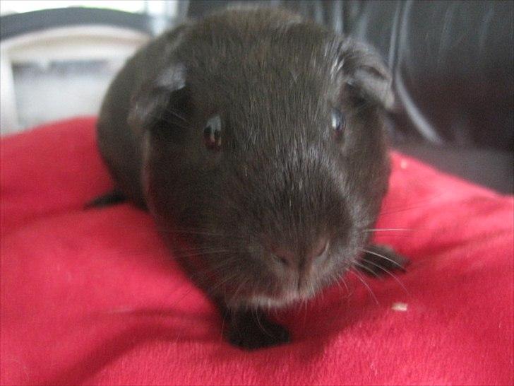 Marsvin Hyggedyrs Wannabe a Hippo Vera billede 2