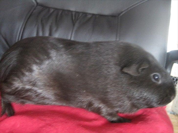 Marsvin Hyggedyrs Wannabe a Hippo Vera billede 3