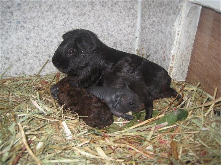 Marsvin Hyggedyrs Wannabe a Hippo Vera billede 4