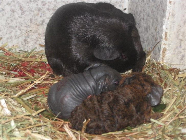 Marsvin Hyggedyrs Wannabe a Hippo Vera billede 5