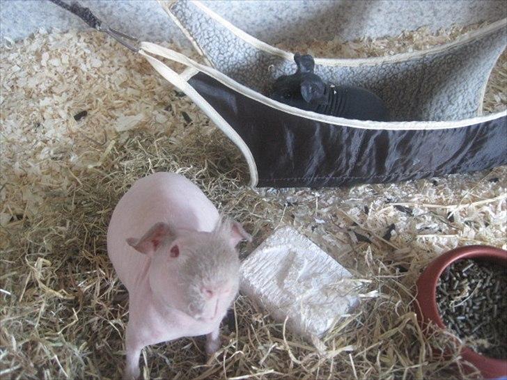 Marsvin Neptun billede 1