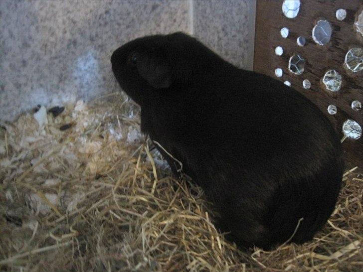 Marsvin Hyggedyrs Wannabe a Hippo Vera billede 6