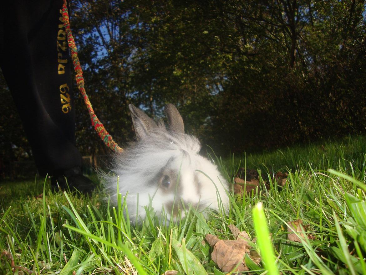 Kanin Skipper - 1. gang ude i selen, det var dejligt :D Jeg spiste græs med det samme billede 1