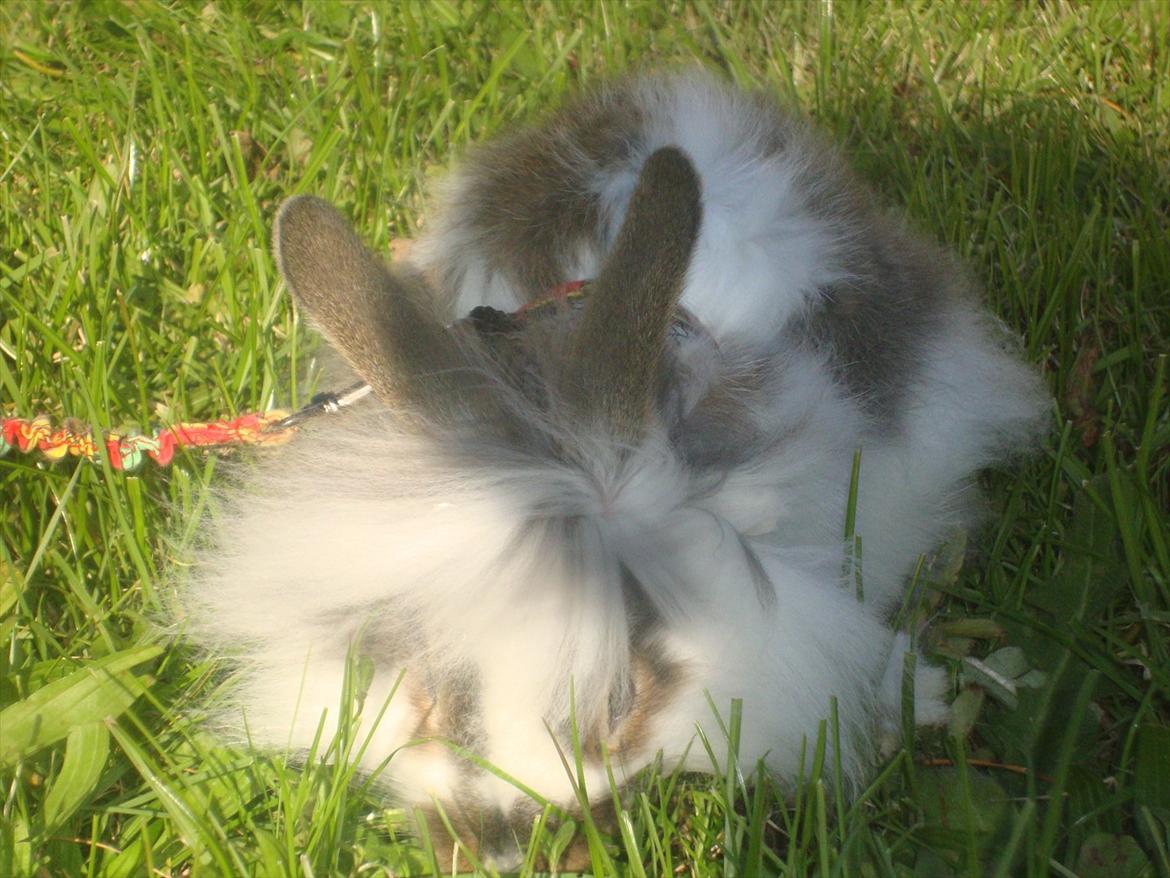 Kanin Skipper billede 2