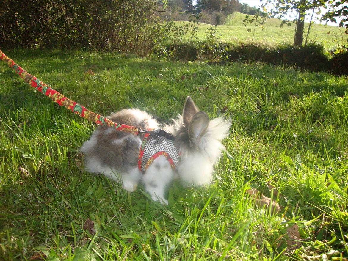 Kanin Skipper billede 3