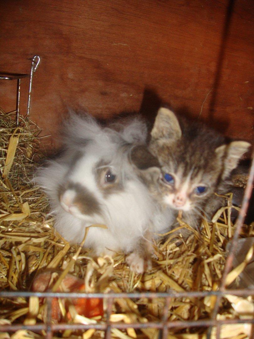 Kanin Skipper - Jeg har lige fået besøg af min ven molly :D billede 4