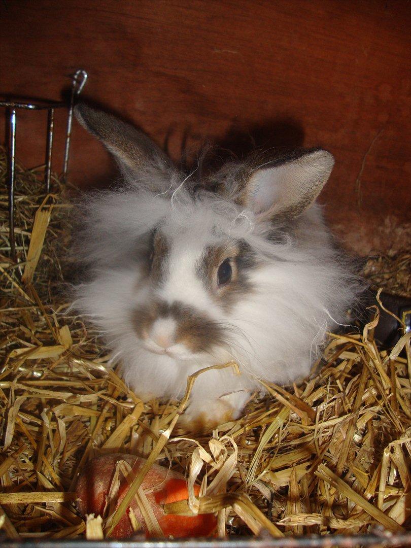 Kanin Skipper - Mit bur er nu også dejligt (: billede 5