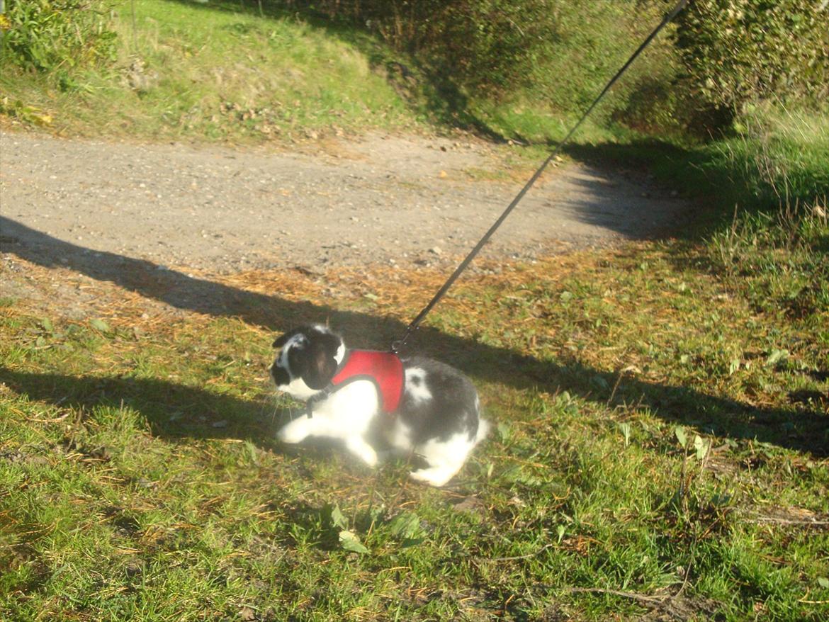 Kanin Rollo billede 1