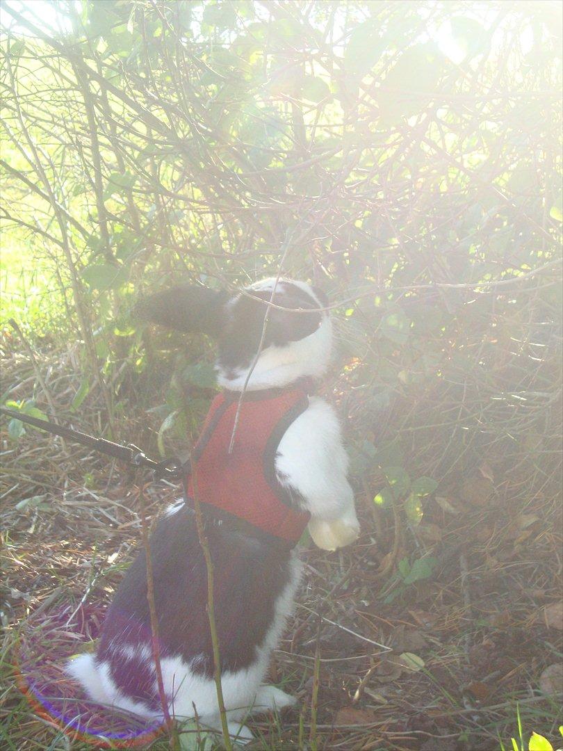 Kanin Rollo billede 2