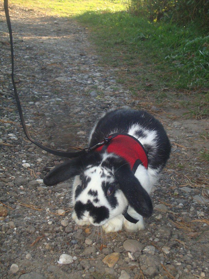 Kanin Rollo billede 3