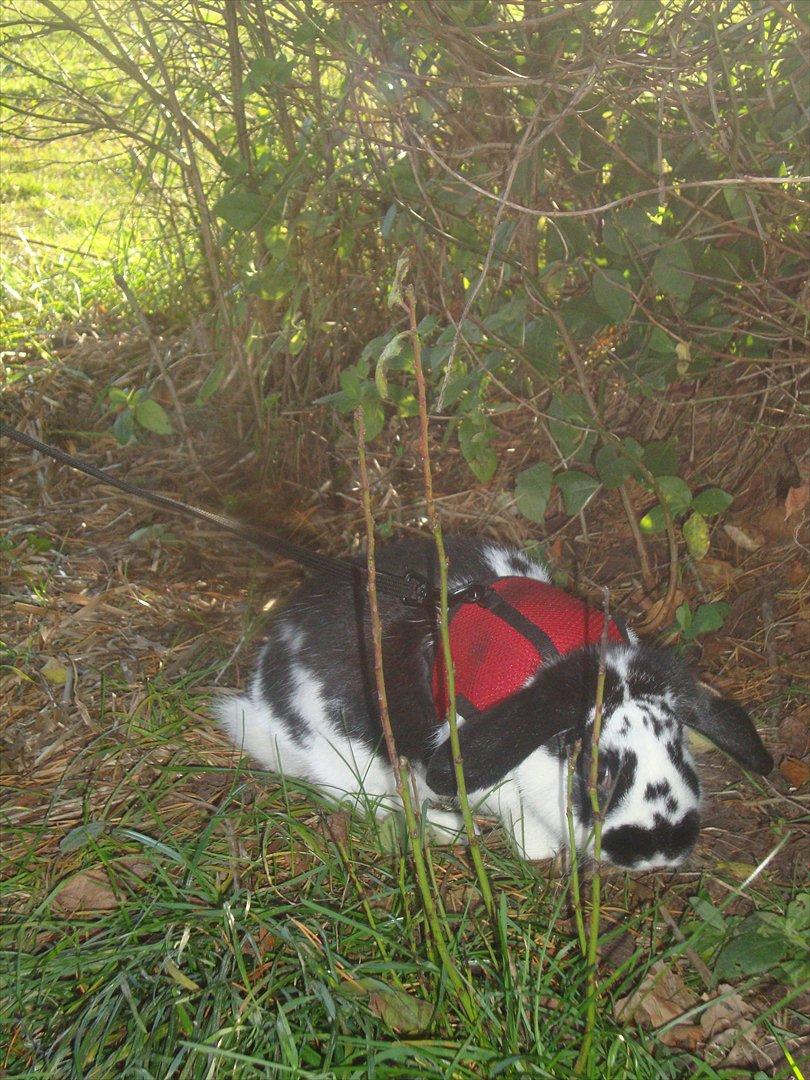 Kanin Rollo billede 4