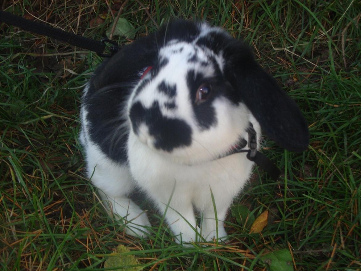 Kanin Rollo billede 5