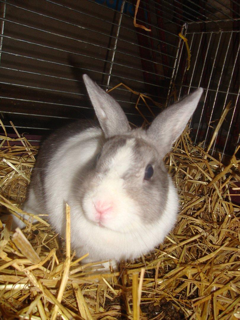 Kanin Dulle R.I.P billede 1