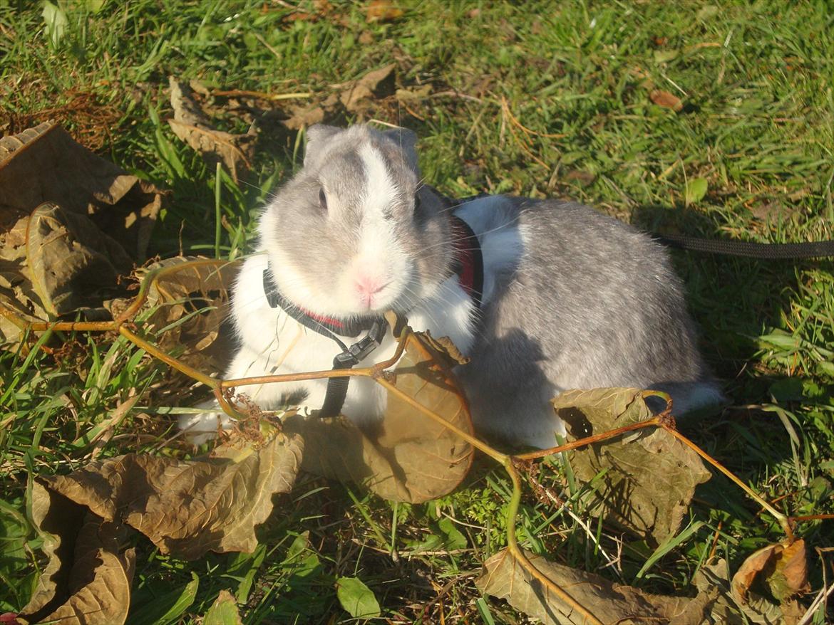 Kanin Dulle R.I.P billede 2