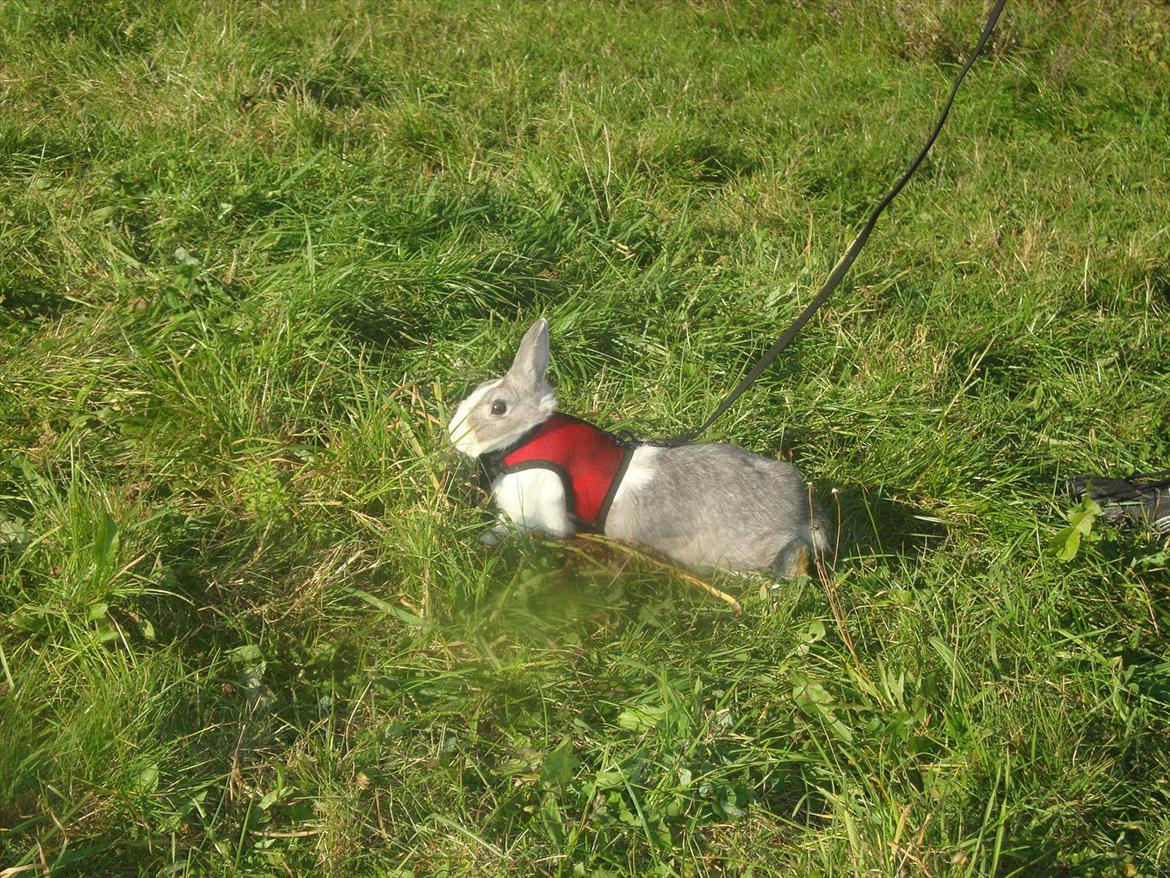 Kanin Dulle R.I.P billede 3