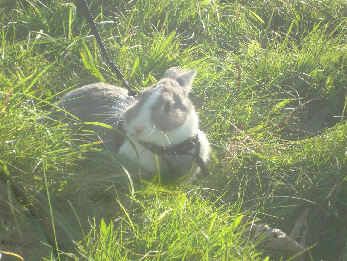 Kanin Dulle R.I.P billede 4