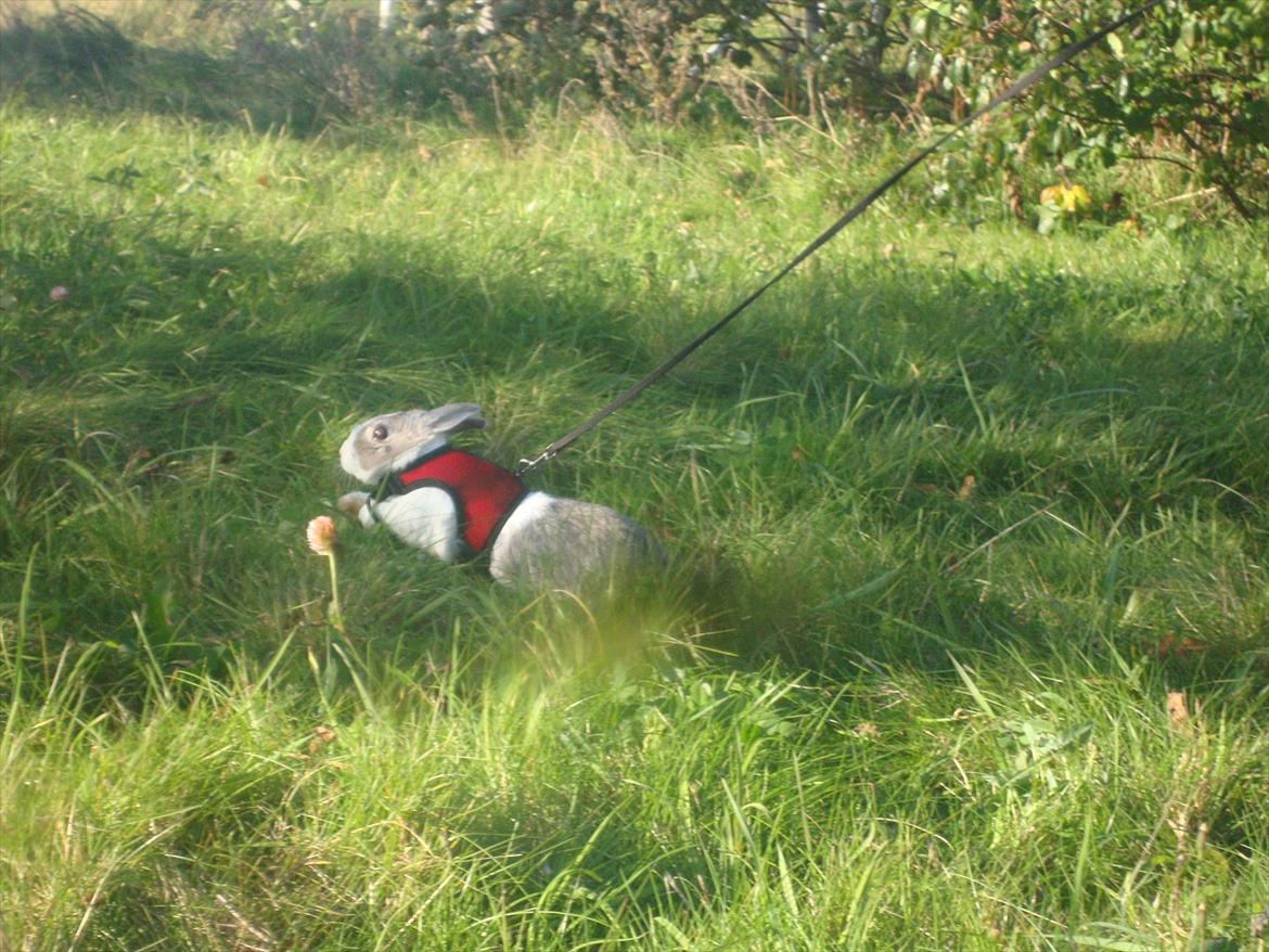 Kanin Dulle R.I.P billede 5