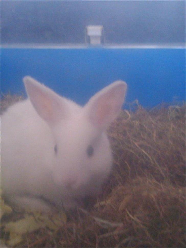Kanin Loppe - <3;* billede 7