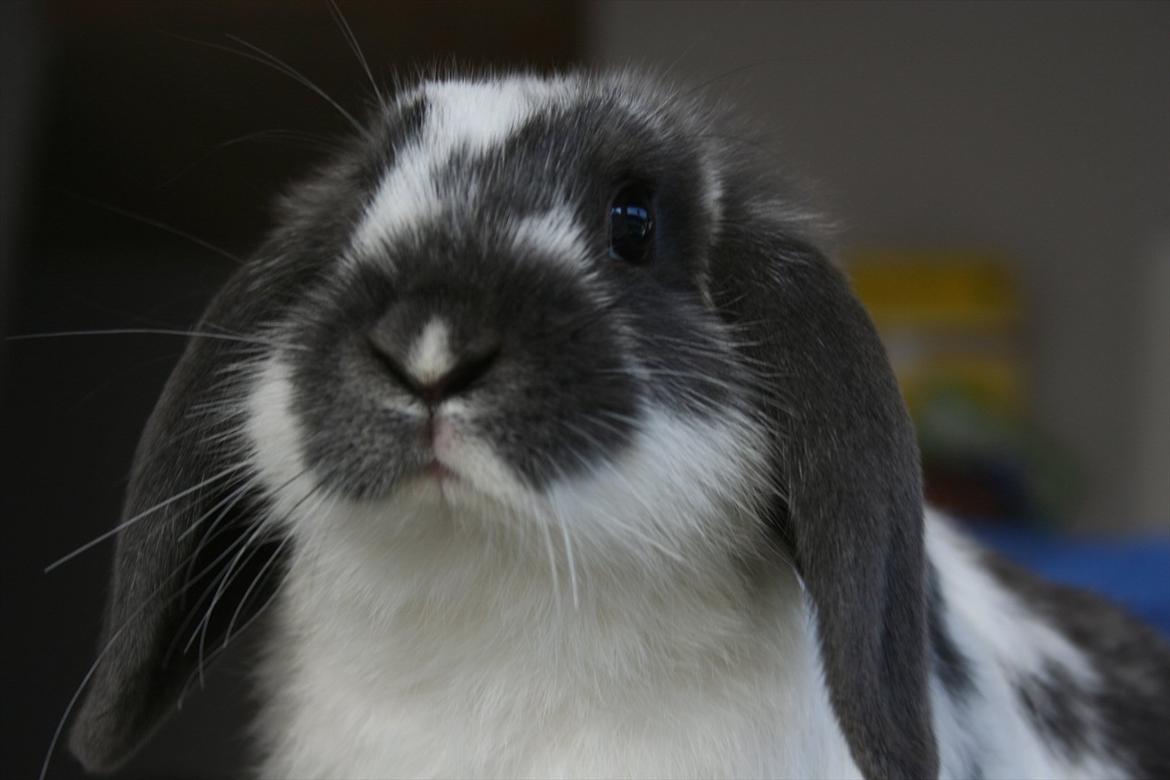 Kanin Kildevangs Wincent Filias - Fotograf: Silke Zacho billede 1