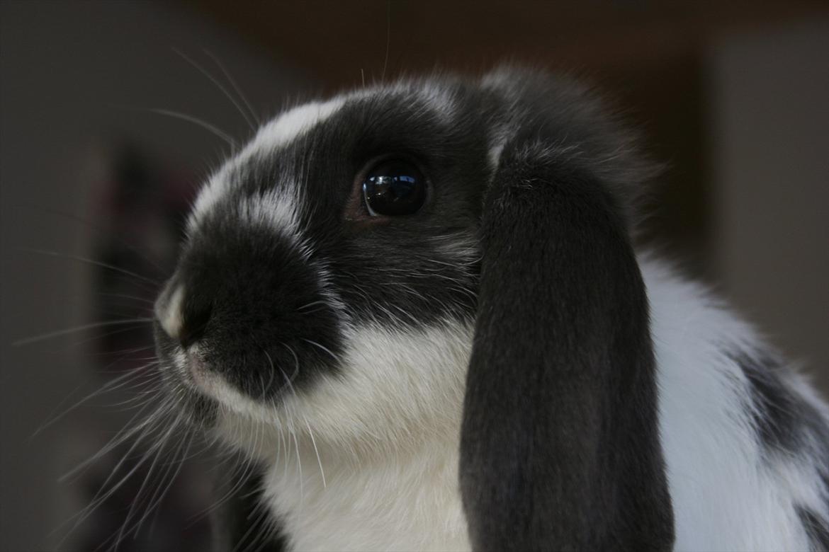 Kanin Kildevangs Wincent Filias - Fotograf: Silke Zacho billede 2