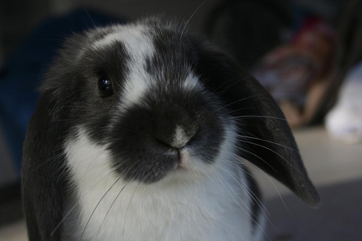 Kanin Kildevangs Wincent Filias - Fotograf: Silke Zacho billede 3