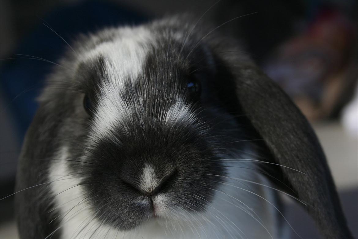 Kanin Kildevangs Wincent Filias - Fotograf: Silke Zacho billede 4