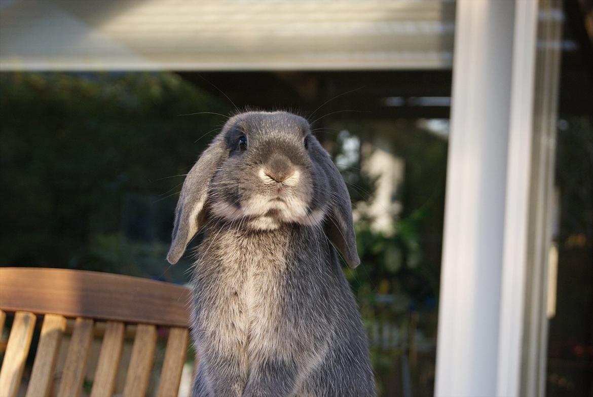 Kanin Kaninbjergets Callisto billede 1