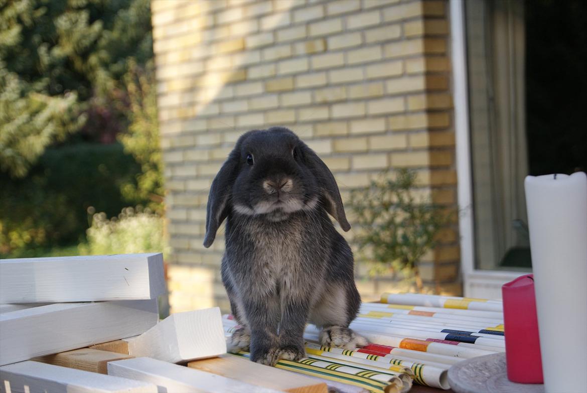 Kanin Kaninbjergets Callisto billede 2