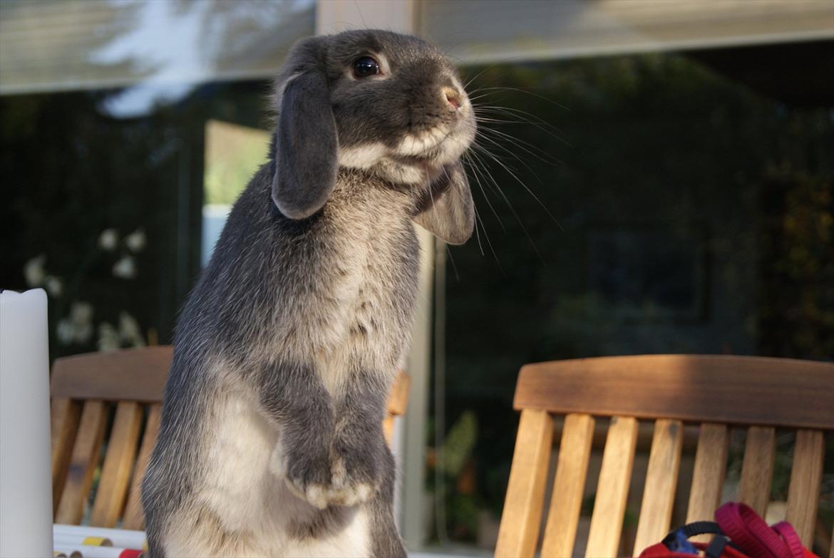 Kanin Kaninbjergets Callisto billede 3