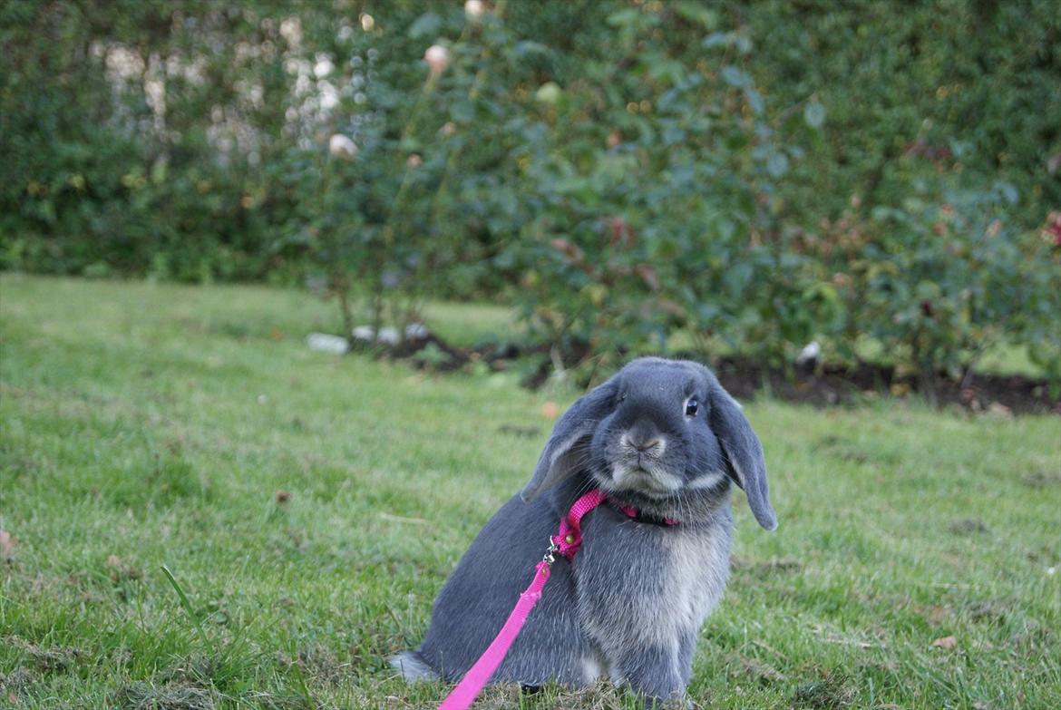 Kanin Kaninbjergets Callisto billede 4