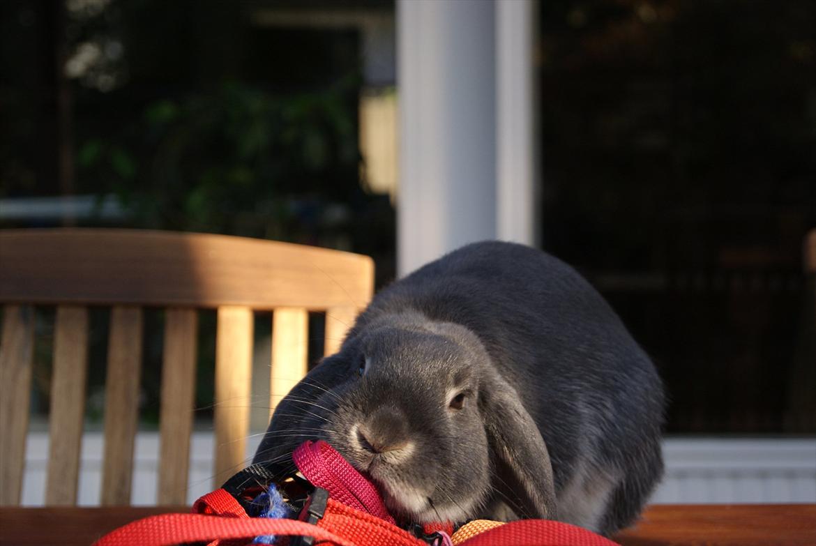 Kanin Kaninbjergets Callisto billede 17